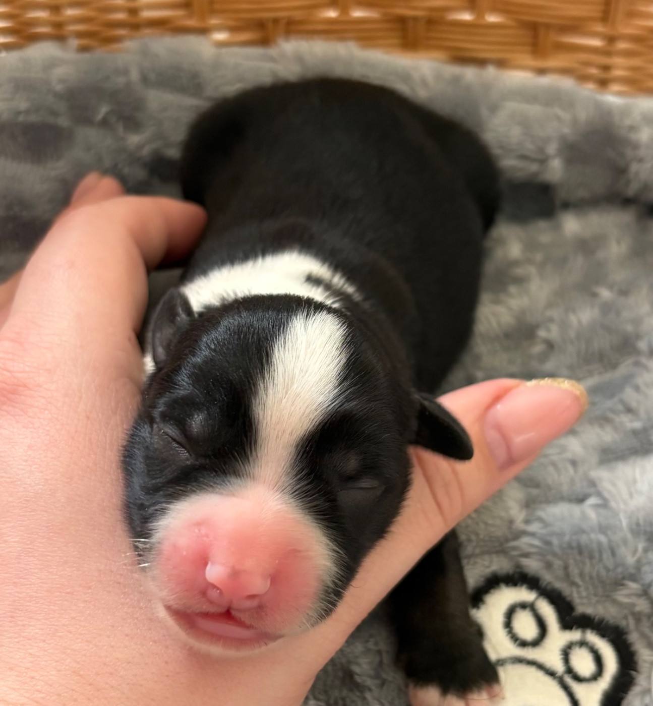 Pauline Corruble - Chiots disponibles - Berger Américain Miniature 