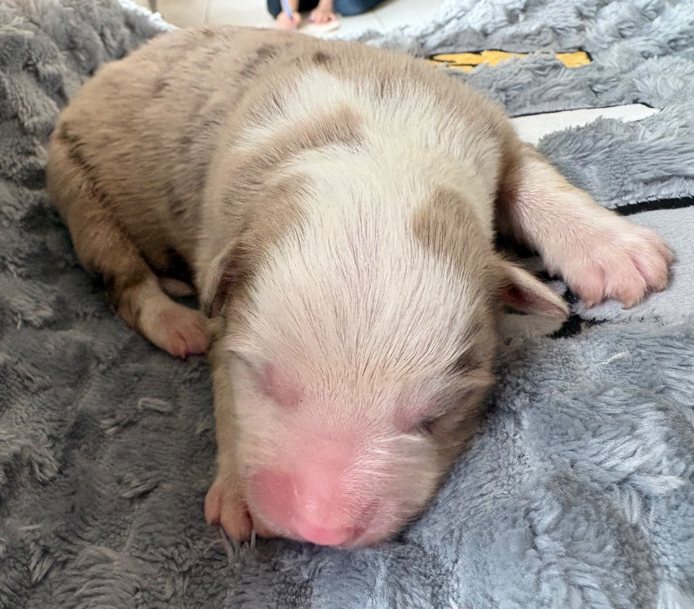 Pauline Corruble - Chiots disponibles - Berger Américain Miniature 