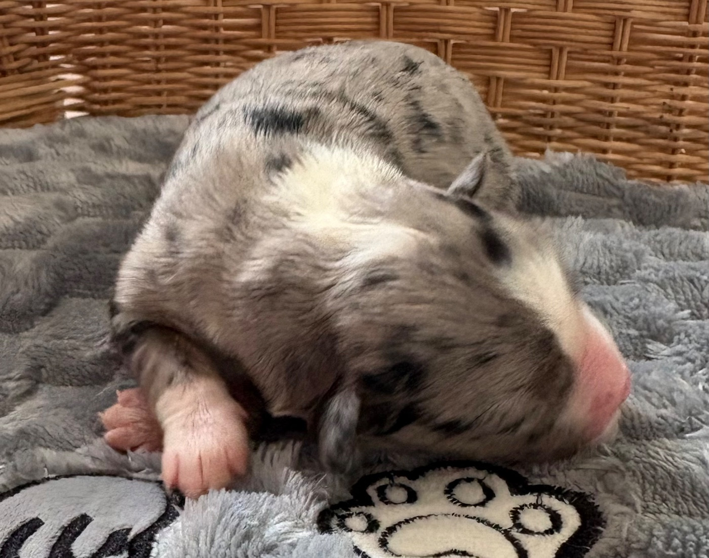 Pauline Corruble - Chiots disponibles - Berger Américain Miniature 