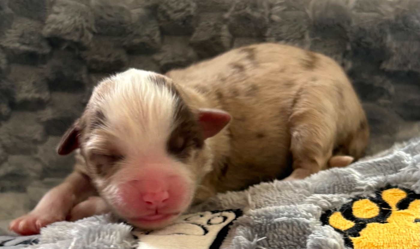 Pauline Corruble - Chiots disponibles - Berger Américain Miniature 