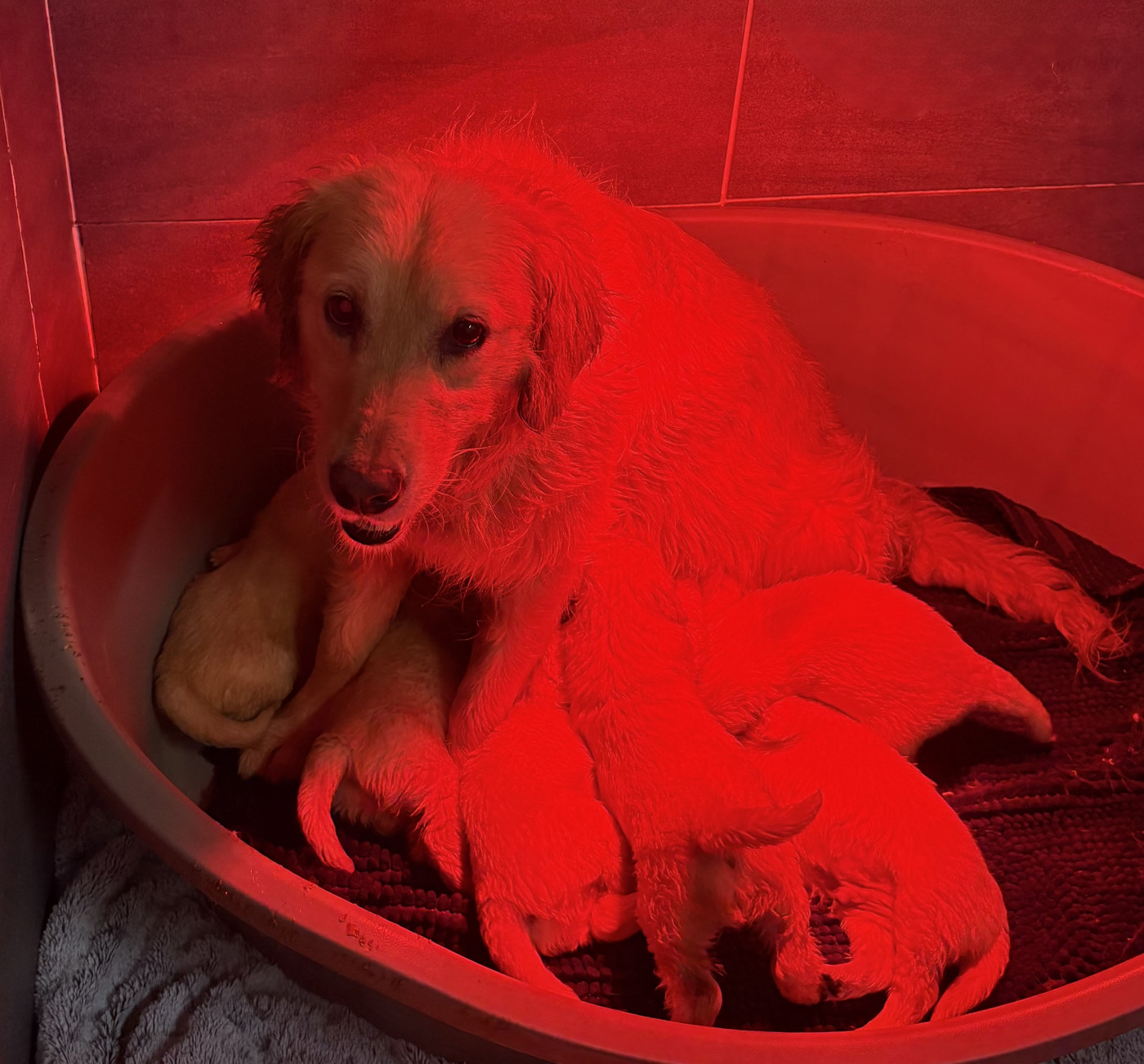 Chiot Golden Retriever Pauline Corruble