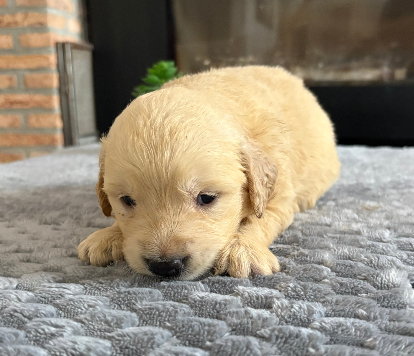 Pauline Corruble - Chiots disponibles - Golden Retriever