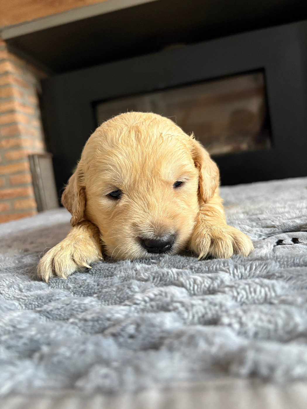 Pauline Corruble - Chiots disponibles - Golden Retriever