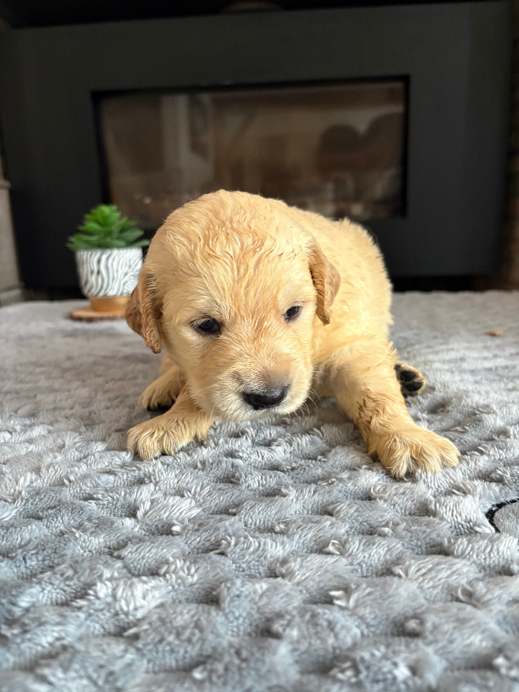 Pauline Corruble - Chiots disponibles - Golden Retriever