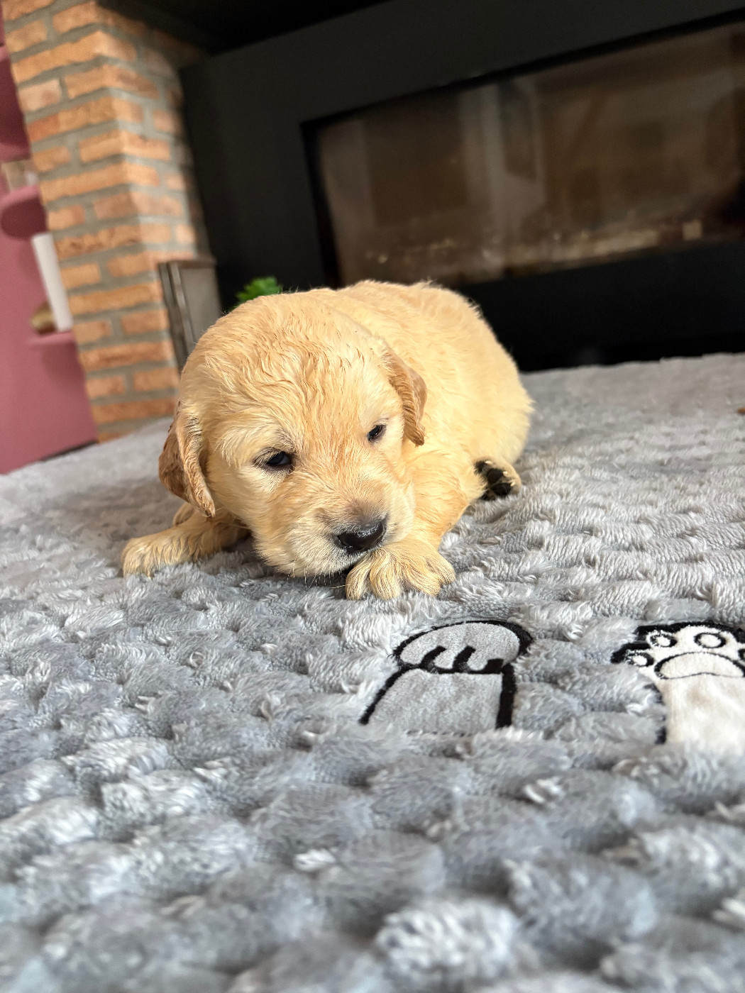 Pauline Corruble - Chiots disponibles - Golden Retriever