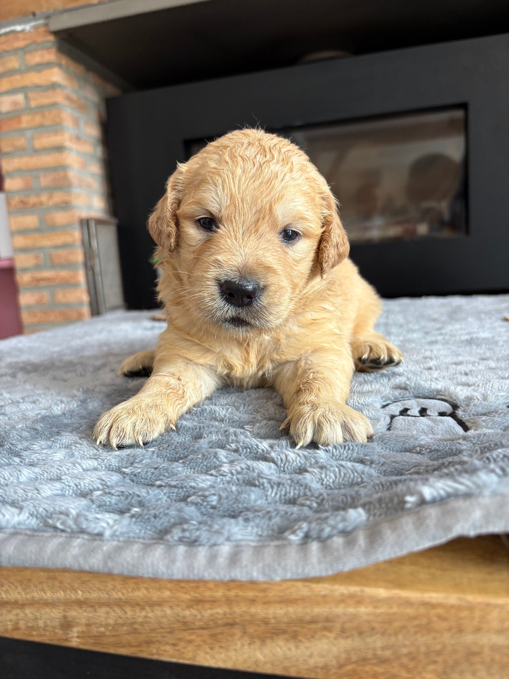 Pauline Corruble - Chiots disponibles - Golden Retriever