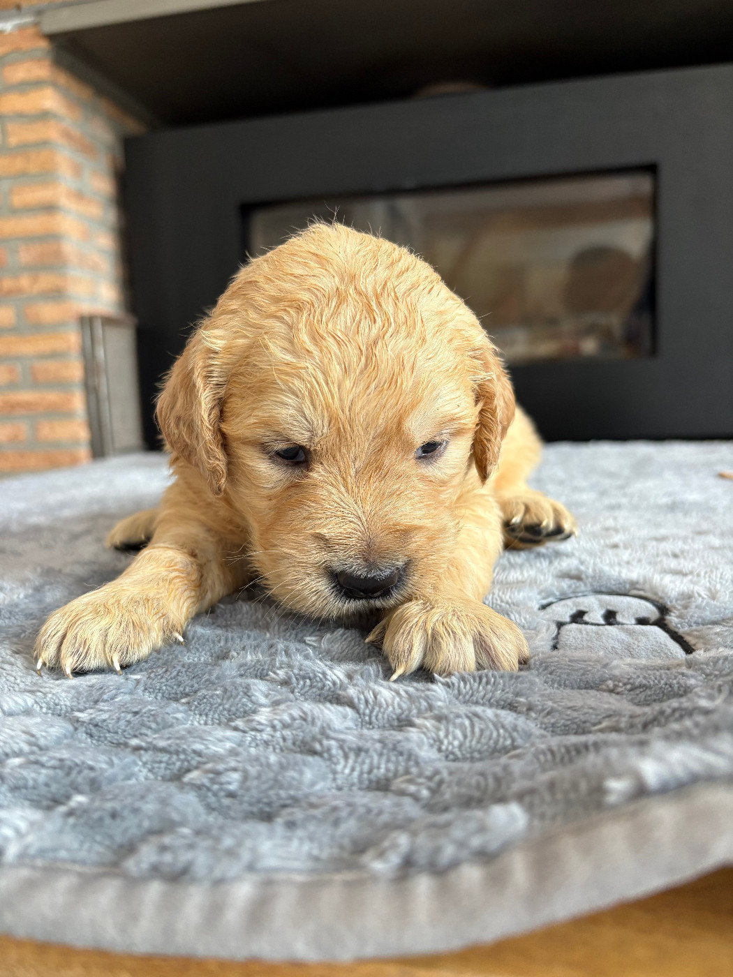 Pauline Corruble - Chiots disponibles - Golden Retriever