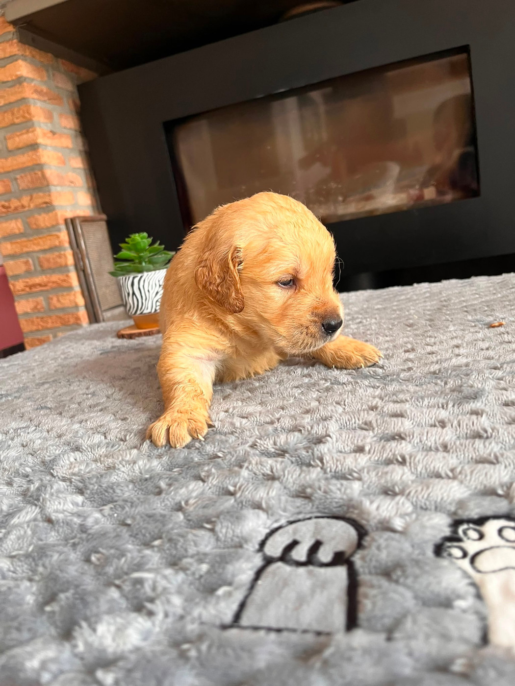 Pauline Corruble - Chiots disponibles - Golden Retriever