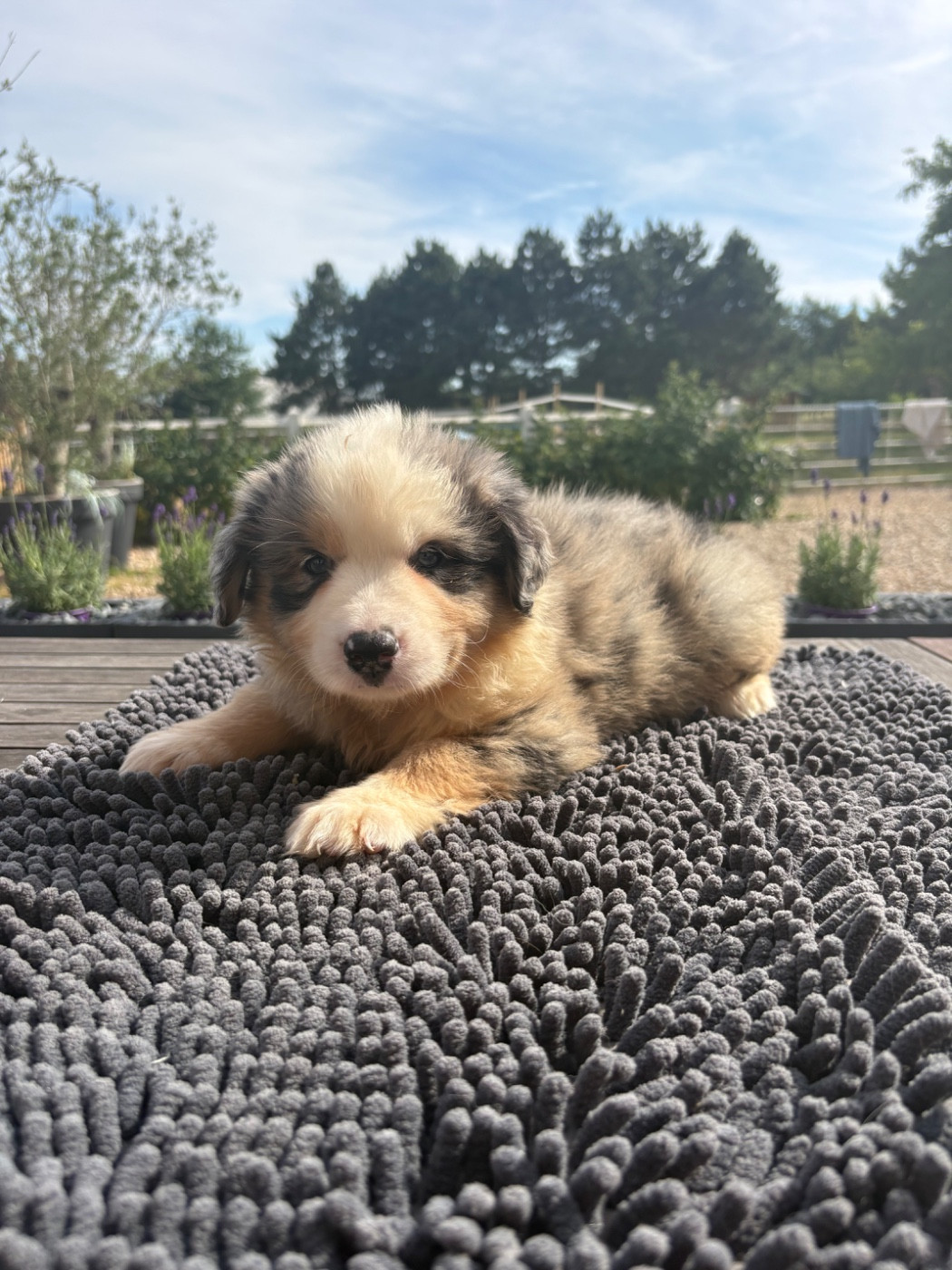 Pauline Corruble - Chiots disponibles - Berger Américain Miniature 