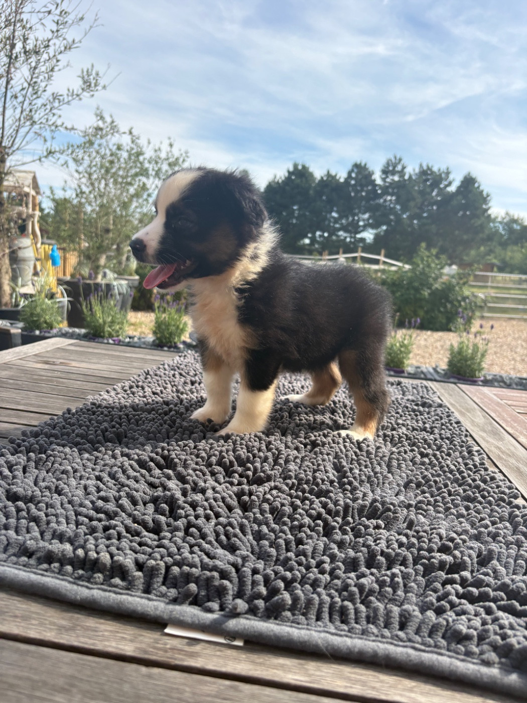 Pauline Corruble - Chiots disponibles - Berger Américain Miniature 
