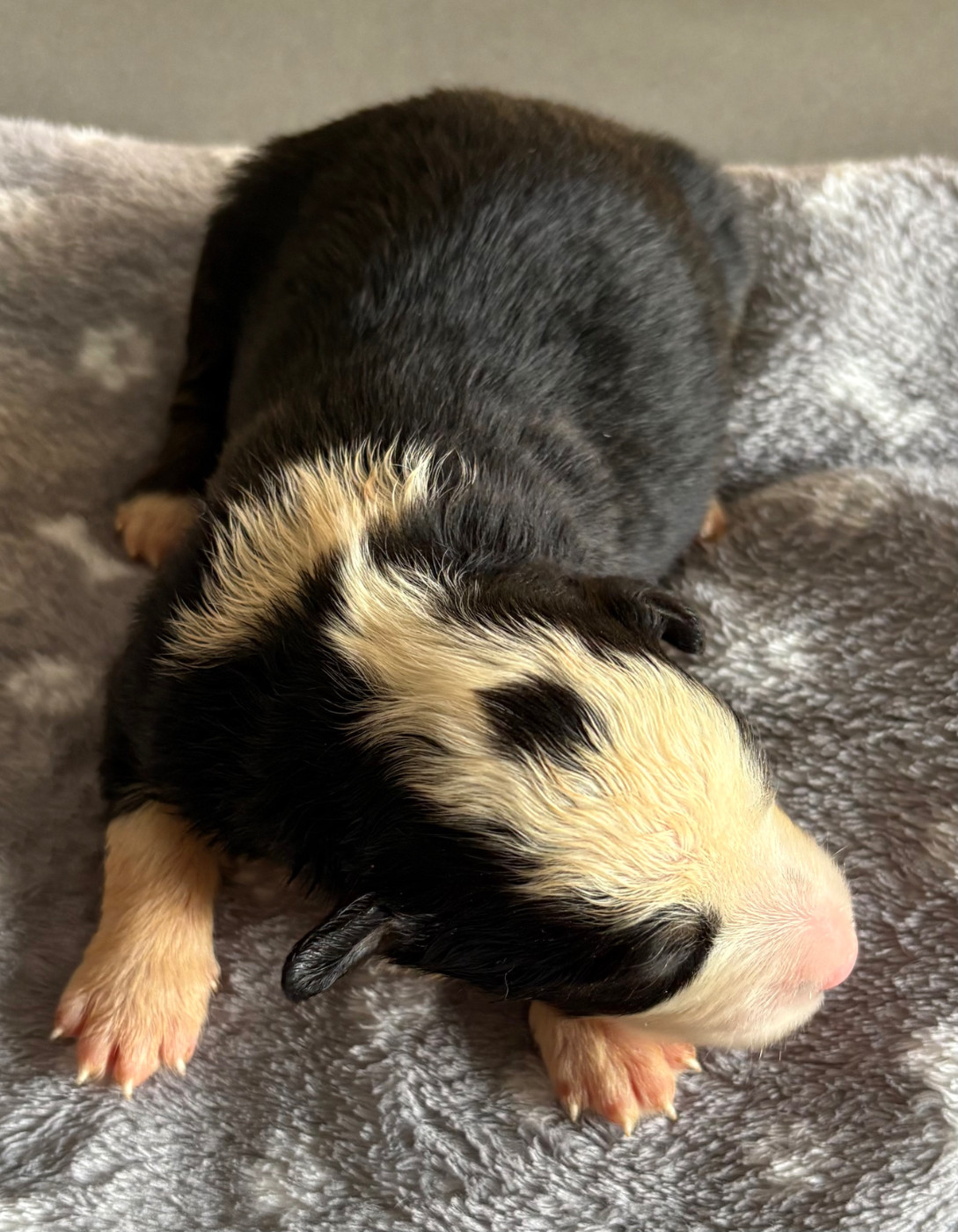 Pauline Corruble - Chiots disponibles - Berger Américain Miniature 