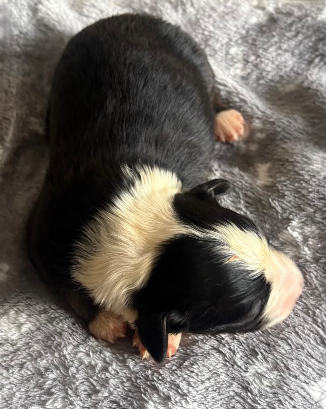 Pauline Corruble - Chiots disponibles - Berger Américain Miniature 