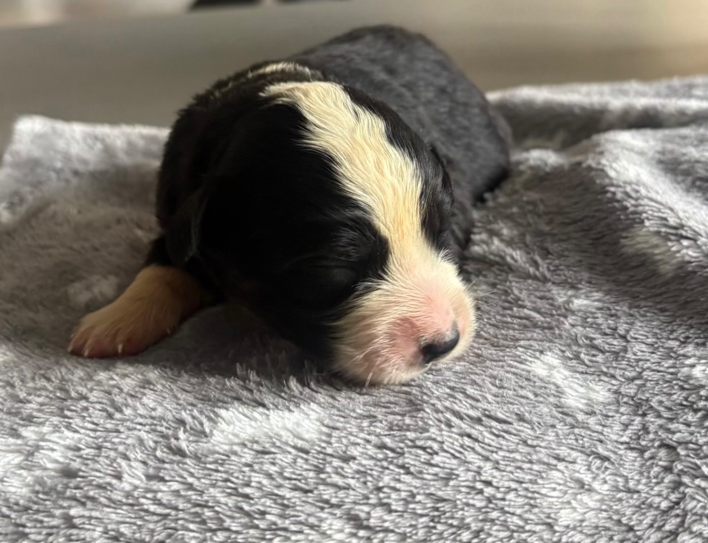 Pauline Corruble - Chiots disponibles - Berger Américain Miniature 