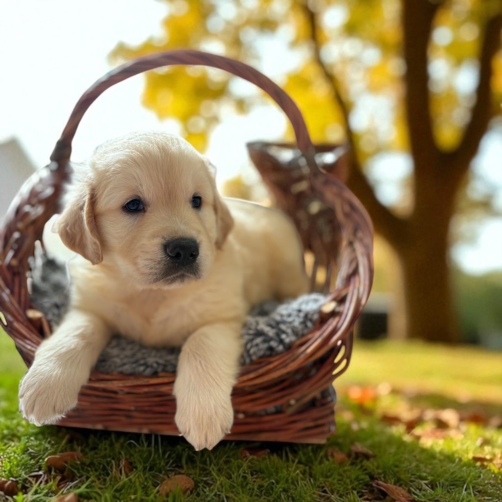 Pauline Corruble - Chiots disponibles - Golden Retriever