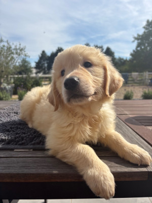 Chiot N°5